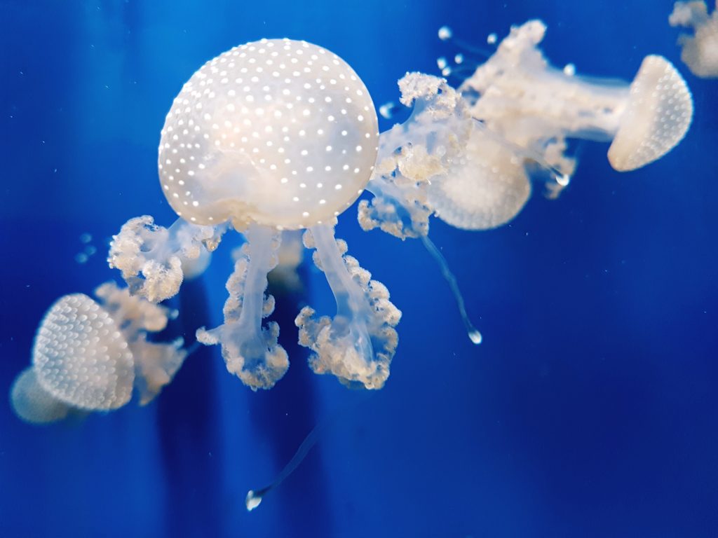 Acquario di Genova