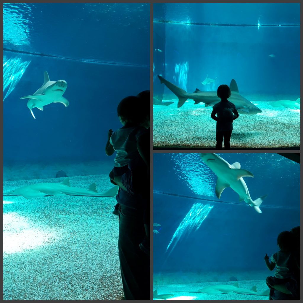 Acquario di Genova